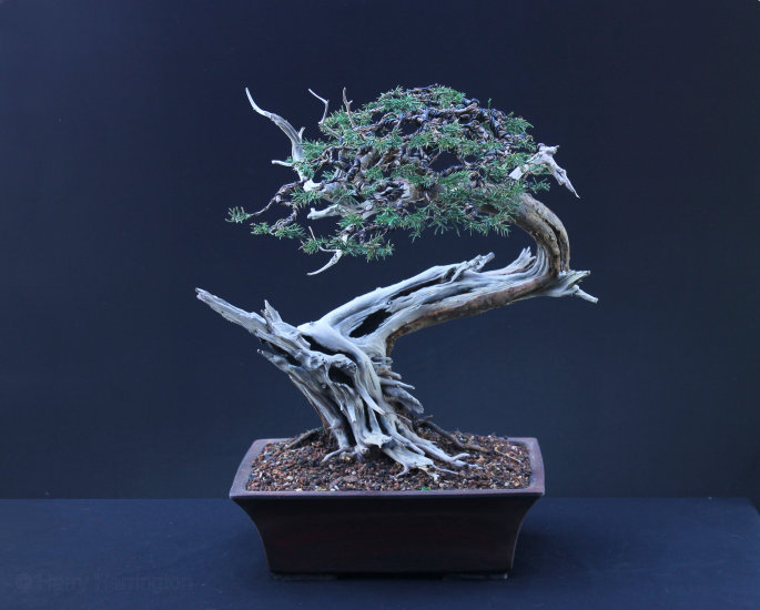 san jose juniper bonsai